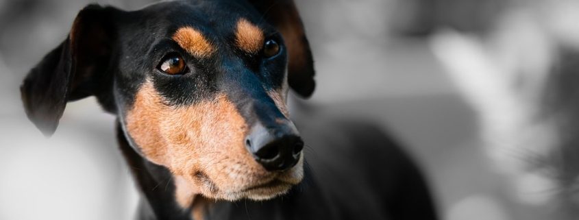 Zaragoza regula el funcionamiento del Centro Municipal de Protección Animal, que acoge 110 animales perdidos o abandonados