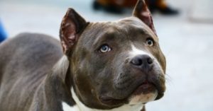 El Gobierno español plantea una nueva normativa que pondría fin a la lista de razas de perro potencialmente peligrosas para llevar a cabo en su lugar un mecanismo de validación de comportamiento de cada animal