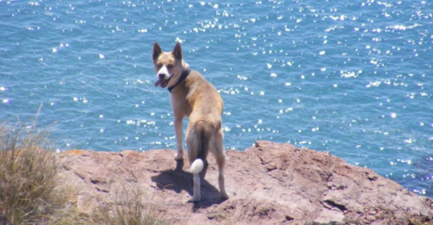 Así es el nuevo parque para perros de Huelva