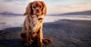 Playas para perros Islas Canarias