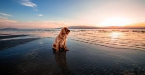 Playas para perros Islas Baleares