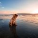 Playas para perros Islas Baleares