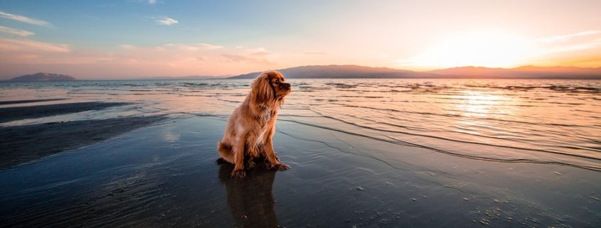 Playas para perros Islas Baleares