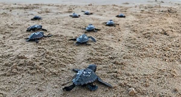 imagen de tortugas bobas Animalados