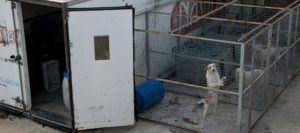 Gossos en unes instal·lacions de caçadors
