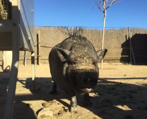 Un porc al refugi de les Set Cabretes