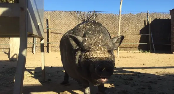 Un porc al refugi de les Set Cabretes