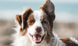 Como tratar la diarrea en los perros