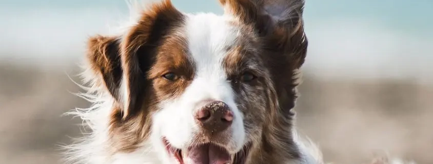 Como tratar la diarrea en los perros